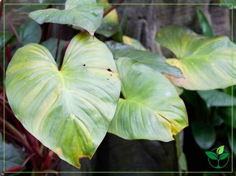 The Most Common Pests and Diseases That Attack Philodendrons.